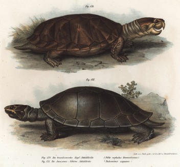 Бразильские черепахи Pettocephalus Dumerilianus и Podocaemis expansa (лат.) (из Naturgeschichte der Amphibien in ihren Sämmtlichen hauptformen. Вена. 1864 год)