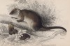 Виверровый поссум (Phalangista viverrina (лат.)) (лист 24* тома VIII "Библиотеки натуралиста" Вильяма Жардина, изданного в Эдинбурге в 1841 году)