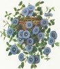 Барвинок (англ. periwinkle; лат. Vínca. Из альбома Fruits and Flowers. Лондон, 1955