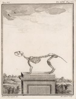 Скелет (лист LVII иллюстраций к шестому тому знаменитой "Естественной истории" графа де Бюффона, изданному в Париже в 1756 году)