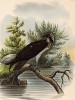Скопа в 1/4 натуральной величины (лист XLIII красивой работы Оскара фон Ризенталя "Хищные птицы Германии...", изданной в Касселе в 1894 году)