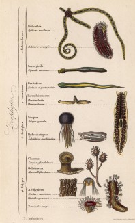 Зоофиты, или животно-растения (кишечнополостные животные) (иллюстрация к работе Ахилла Конта Musée d'histoire naturelle, изданной в Париже в 1854 году)