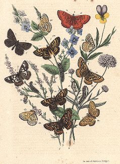 Бабочки рода шашечниц. "Книга бабочек" Фридриха Берге, Штутгарт, 1870. 