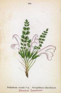 Мытник бесстебельный (Pedicularis acaulis (лат.)) (лист 325 известной работы Йозефа Карла Вебера "Растения Альп", изданной в Мюнхене в 1872 году)