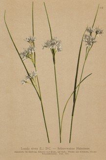 Ожика белоснежная (Luzula nivea (лат.)) (из Atlas der Alpenflora. Дрезден. 1897 год. Том I. Лист 39)