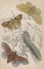 Самец-коконопряд с самкой и гусеница (1,2. Drinker Moth male & female 3. Lannet Moth 4. Caterpillar of Do. (англ.)) (лист 18 тома XL "Библиотеки натуралиста" Вильяма Жардина, изданного в Эдинбурге в 1843 году)