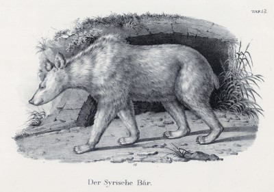 Сирийский медведь (лист 13 первого тома работы профессора Шинца Naturgeschichte und Abbildungen der Menschen und Säugethiere..., вышедшей в Цюрихе в 1840 году)