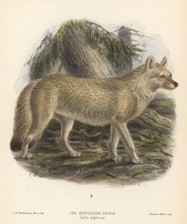 Собака дикая индийская северная (лист XLII иллюстраций к известной работе Джорджа Миварта "Семейство волчьих". Лондон. 1890 год)
