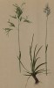 Альпийский мятлик (Poa alpina (лат.) (из Atlas der Alpenflora. Дрезден. 1897 год. Том I. Лист 28)