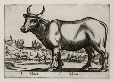 Корова (лист из альбома Nova raccolta de li animali piu curiosi del mondo disegnati et intagliati da Antonio Tempesta... Рим. 1651 год)