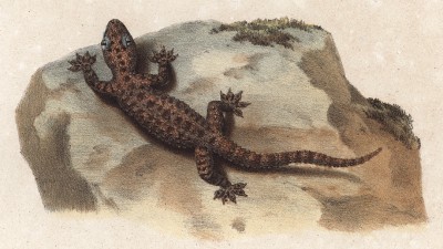Геккон Hemidactulus vermichulatus (лат.) (из Naturgeschichte der Amphibien in ihren Sämmtlichen hauptformen. Вена. 1864 год)
