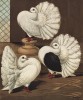 Шотландские веерохвостые голуби: белый, с вогнутой спиной и ажурный (из знаменитой "Книги голубей..." Роберта Фултона, изданной в Лондоне в 1874 году)