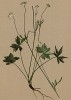 Астранция малая (Astrantia minor (лат.)) (из Atlas der Alpenflora. Дрезден. 1897 год. Том III. Лист 282)