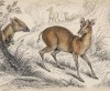 Лесная антилопа-ныряльщик, или дукер (Cephalophus grimmia (лат.)) (лист 32 тома XI "Библиотеки натуралиста" Вильяма Жардина, изданного в Эдинбурге в 1843 году)