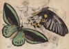 Представительницы рода бабочек-парусников из Новой Гвинеи (1. Ornithoptera Priamus 2. Ornithoptera Remus (лат.)) (лист 1 XXXVI тома "Библиотеки натуралиста" Вильяма Жардина, изданного в Эдинбурге в 1837 году)