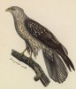 Коршун (лист из альбома литографий "Галерея птиц... королевского сада", изданного в Париже в 1822 году)