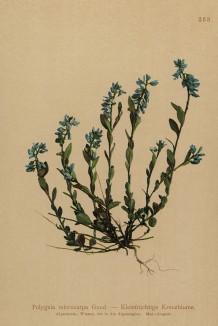 Истод мелкоплодный (Polygala microcarpa (лат.)) (из Atlas der Alpenflora. Дрезден. 1897 год. Том III. Лист 263)