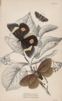 Мотыльки на ветке липы 1. Epidesmia tricolor 2. Scopelodes unicolor 3. Tortrix Crameriana (лат.)) (лист 29 XXXVII тома "Библиотеки натуралиста" Вильяма Жардина, изданного в Эдинбурге в 1843 году)