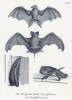 Летучая собака, или калонг (1), а также различные летучие мыши (лист 8 первого тома работы профессора Шинца Naturgeschichte und Abbildungen der Menschen und Säugethiere..., вышедшей в Цюрихе в 1840 году)