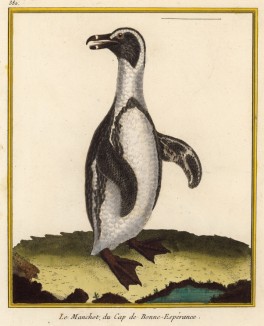 Пингвин (Франсуа Мартине считал, что пингвины водятся на мысе Доброй Надежды в Африке) (из Table des Planches Enluminées d'Histoire Naturelle de M. D'Aubenton (фр.). Утрехт. 1783 год (лист 382))
