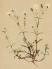 Смолёвка восточно-альпийская (Heliosperma alpestre Jacq. (лат.)) родом с именно восточных склонов Альп (из Atlas der Alpenflora. Дрезден. 1897 год. Том I. Лист 90)