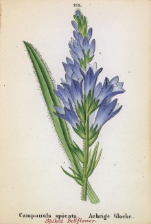 Колокольчик колосковый (Campanula spicata (лат.)) (лист 263 известной работы Йозефа Карла Вебера "Растения Альп", изданной в Мюнхене в 1872 году)