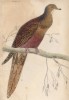 Фазанохвостый голубь (Columba phasianella (лат.)) (лист 8 тома XIX "Библиотеки натуралиста" Вильяма Жардина, изданного в Эдинбурге в 1843 году)