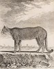 Кугуар, он же горный лев, или пума (лист XXXIV иллюстраций к третьему тому знаменитой "Естественной истории" графа де Бюффона, изданному в Париже в 1750 году)