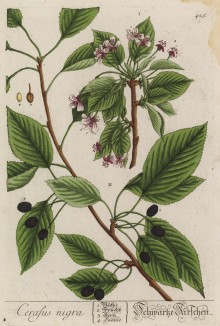 Вишня (Cerasus nigra (лат.)) -- растение подрода Cerasus рода слива (лист 425 "Гербария" Элизабет Блеквелл, изданного в Нюрнберге в 1760 году)