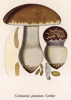 Паутинник превосходный, Cortinarius praestans Coldier (лат.), съедобный гриб. Дж.Бресадола, Funghi mangerecci e velenosi, т.II, л.144. Тренто, 1933