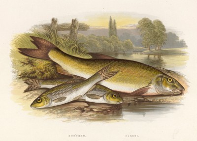 Пескарь и усач (иллюстрация к "Пресноводным рыбам Британии" -- одной из красивейших работ 70-х гг. XIX века, выполненных в технике хромолитографии)