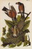 Кормление птенцов у дрозда странствующего (Merula migratoria) (лист 49 известной работы Бенджамина Уоррена "Птицы Пенсильвании", иллюстрированной по мотивам оригиналов Джона Одюбона. США. 1890 год)