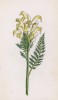 Мытник хохлатый (Pedicularis comosa L. (лат.)) (лист 320 известной работы Йозефа Карла Вебера "Растения Альп", изданной в Мюнхене в 1872 году)