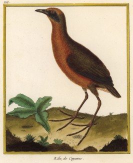 Птица-пастушок из Южной Америки (из Table des Planches Enluminées d'Histoire Naturelle de M. D'Aubenton (фр.). Утрехт. 1783 год (лист 368))