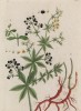Марена (Rubia (лат.)) — род многолетних трав семейства мареновые (лист 326 "Гербария" Элизабет Блеквелл, изданного в Нюрнберге в 1757 году)