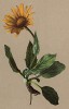 Дороникум ледниковый (Doronicum glaciale (лат.)) (из Atlas der Alpenflora. Дрезден. 1897 год. Том V. Лист 464)