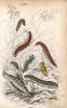 Гусеницы и куколка бабочек. Вильям Жардин, "Библиотека натуралиста". Эдинбург, 1840