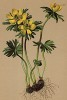 Эрантис зимний, или весенник, a у немцев -- Winterblume -- "зимник" (Eranthis hyemalis(лат.)) (из Atlas der Alpenflora. Дрезден. 1897 год. Том II. Лист 118)