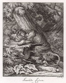 Хищник, поджидающий жертву. Гравюра Иоганна Элиаса Ридингера из Entwurff Einiger Thiere ..., Аугсбург, 1738. 