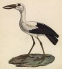 Индийский аист-разиня (лист из альбома литографий "Галерея птиц... королевского сада", изданного в Париже в 1825 году)