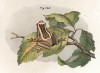 Лягушка Dendropsophus frontalis (лат.) (из Naturgeschichte der Amphibien in ihren Sämmtlichen hauptformen. Вена. 1864 год)