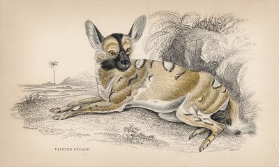 Гиеновая собака (Hyena venatica (лат.)), обитающая в Африке (лист 24 тома V "Библиотеки натуралиста" Вильяма Жардина, изданного в Эдинбурге в 1840 году)