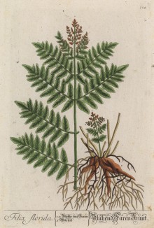Папоротник Filix florida (лат.) (лист 324 "Гербария" Элизабет Блеквелл, изданного в Нюрнберге в 1757 году)