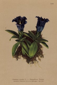Горечавка бесстебельная (Gentiana acaulis (лат.)) (из Atlas der Alpenflora. Дрезден. 1897 год. Том IV. Лист 338)