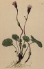 Подбельник альпийский (Homogyne alpina (лат.)) (из Atlas der Alpenflora. Дрезден. 1897 год. Том V. Лист 461)