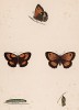 Бабочка крупноглазка жёлто-бурая (лат. Papilio Tithonus), её гусеница и куколка. History of British Butterflies Френсиса Морриса. Лондон, 1870, л.18