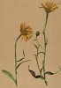 Буфтальмум иволистный (Buphtalmum salicifolium (лат.)) (из Atlas der Alpenflora. Дрезден. 1897 год. Том V. Лист 449)