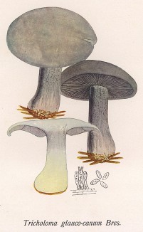 Рядовка серовато-сиреневая, Tricholoma glaucocanum Bres. (лат.), съедобный гриб. Дж.Бресадола, Funghi mangerecci e velenosi, т.I, л.46. Тренто, 1933