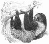 Ленивец -- неполнозубое млекопитающее, относящееся к семейству ленивцевые -- обитателя Лондонского зоопарка в королевском Риджентс-парке,  излюбленном месте отдыха жителей и гостей Лондона (The Illustrated London News №113 от 29/06/1844 г.)