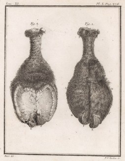 Неизвестная часть неизвестного животного (лист X иллюстраций к одиннадцатому тому знаменитой "Естественной истории" графа де Бюффона, изданному в Париже в 1764 году)